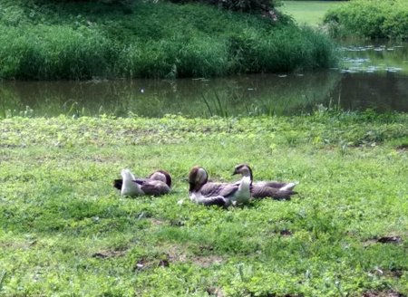 Pszczyna park2.jak-zmniejszyc-fotke_pl.jpeg