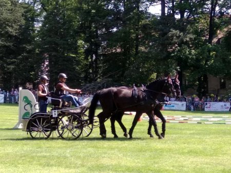 Pszczyna park 5.jak-zmniejszyc-fotke_pl.jpeg