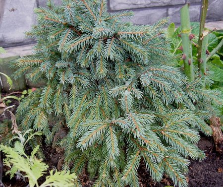 picea Echini- moja -X -07r..jpg