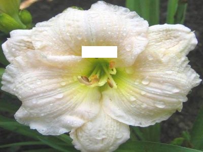 HEMEROCALLIS - LILIOWIEC GENTLE SHEPARD.jpg