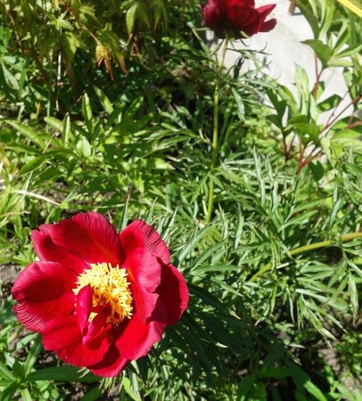 Paeonia x Smouthii.JPG