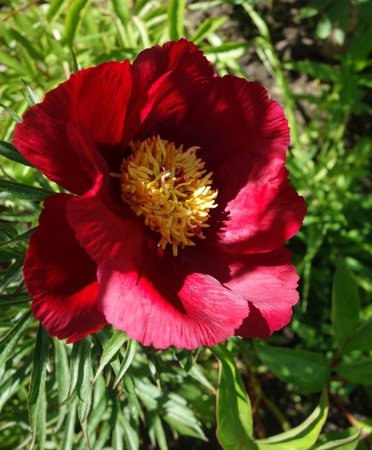 Paeonia x Smouthii2.JPG