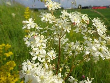 FIlipendula vulgaris.jpg