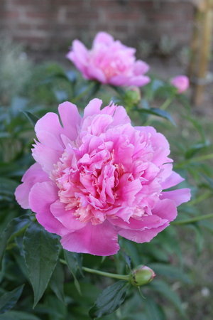 peonia 2.jpg