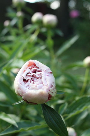 peonia 5.jpg