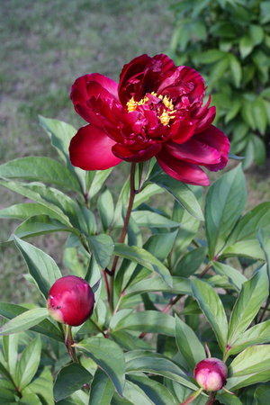 peonia 4.jpg