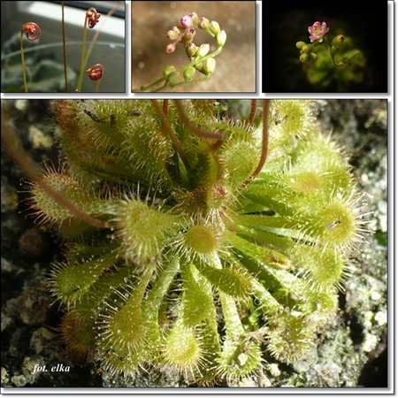 drosera spatulata.jpg