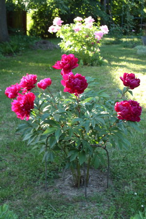 peonia 6.jpg