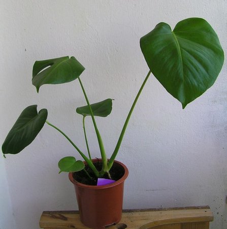 monstera fioletowa.jpeg