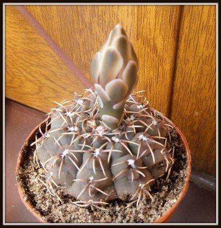 Thelocactus hexaedr v.fossulatus (2).JPG