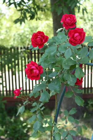 róża 2.jpg
