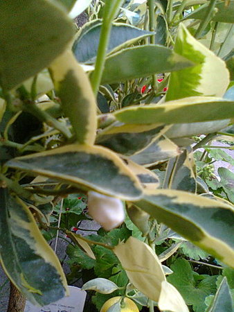 Kalamondyna variegata pączek kwitowy.jpg