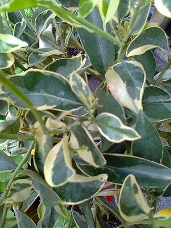 Kalamondyna variegata nowe liście.jpg