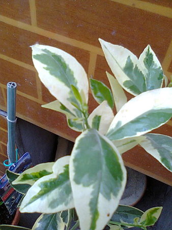 Kalamondyna variegata listeczki.jpg