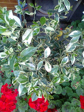 Kalamondyna variegata.jpg