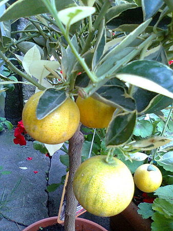 Kalamondyna variegata owoce ;).jpg