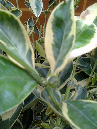 Kalamondyna variegata zawiązka owocu.jpg