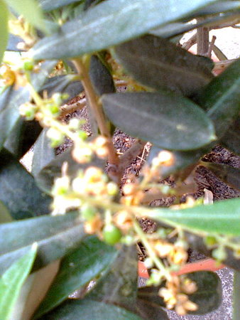 Oliwka europejska (Olea europaea) owoce.jpg