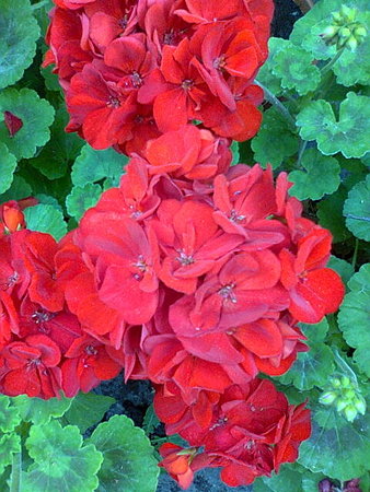 Czerwień pelargonii.jpg