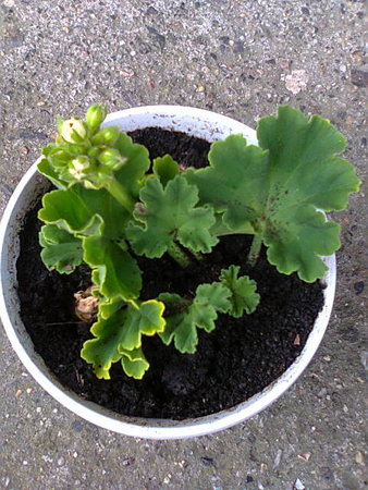 szczepka białej pelargonii.jpg