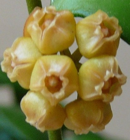 hoya heuschkeliana (2).JPG