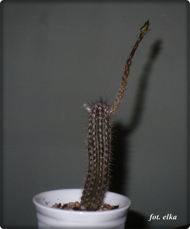 setiechinopsis.JPG