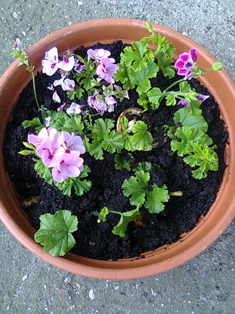 Pelargonia mix.jpg