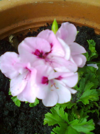 Pelargonia 3.jpg