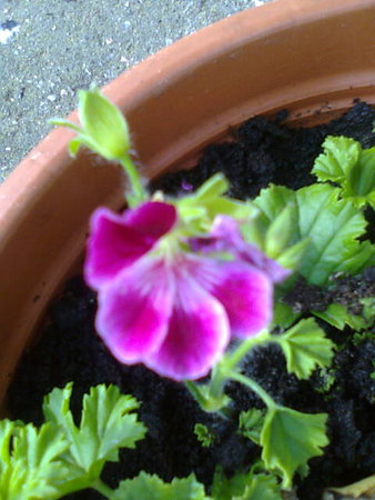 Pelargonia 4.jpg