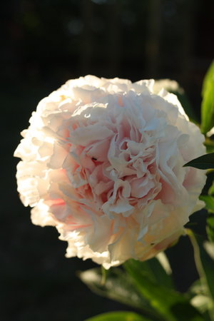 peonia 14.jpg