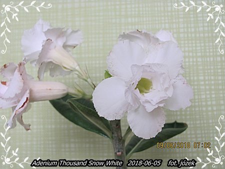 Adenium 001.JPG