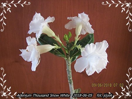 Adenium 002.JPG