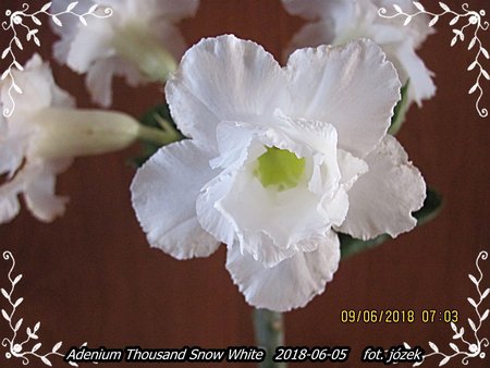 Adenium 003.JPG