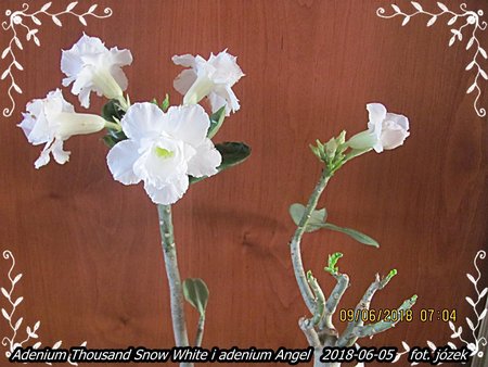 Adenium 004.JPG