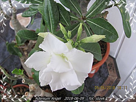 Adenium 014.JPG