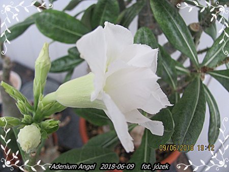 Adenium 016.JPG