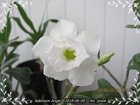 Adenium 017.JPG