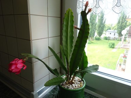 Epiphyllum.jpg