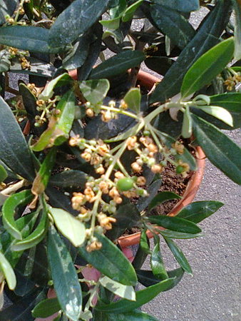 Oliwka europejska (Olea europaea) 1.jpg