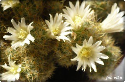 M. prolifera.JPG