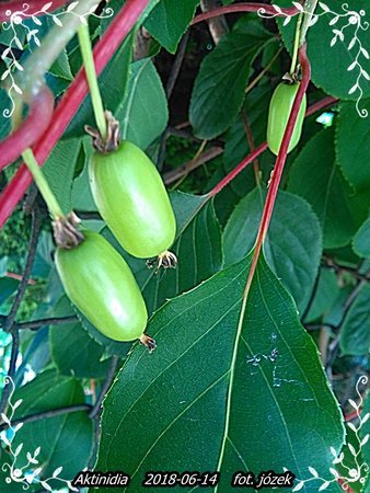 Hibiskus i miskant 006.jpg