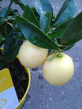 Limonella owoce dobre do zjedzenia.jpg
