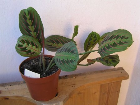 maranta tricolor krem.jpeg