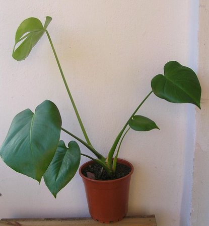 monstera braz..jpeg