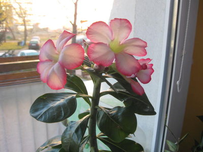 adenium 27.X.jpg