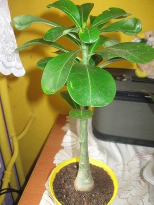 adenium  maj 2010.jpg