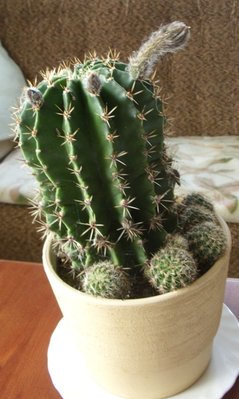 Echinopsis.JPG