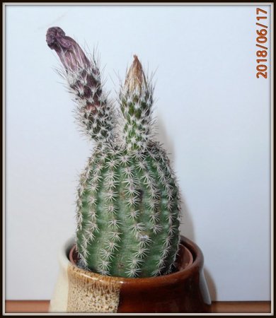 Tchelocactus bicolor...JPG