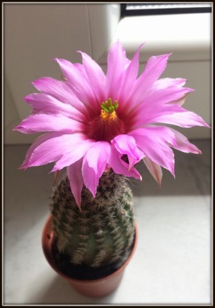 Tchelocactus bicolor02.jpg