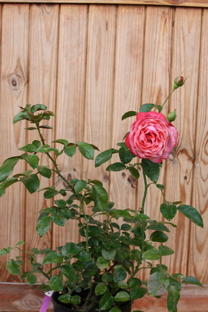 róża 14.jpg